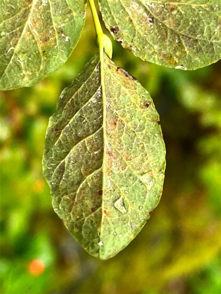 Hemlock-blueberry-rust-on-Vaccinium-August2022-Juneau-Tongass-3