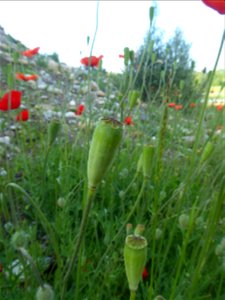 Papaver dubium L., 1753