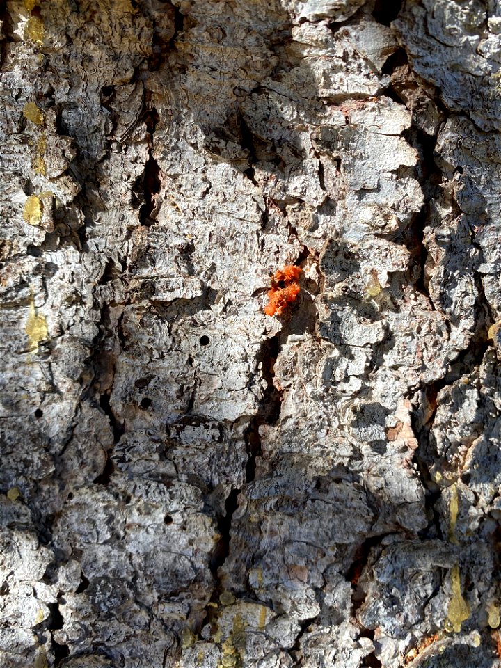 Spruce-beetle-pitch-tube-2020-Denali-State-Park-Alaska-SydneyBrannoch