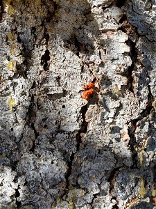 Spruce-beetle-pitch-tube-2020-Denali-State-Park-Alaska-SydneyBrannoch