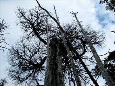 Yellow-cedar-snags-Slocum-Arm-Chichagof-Island-Tongass-2