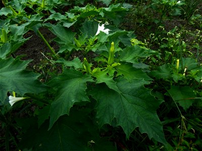 Datura stramonium L., 1753