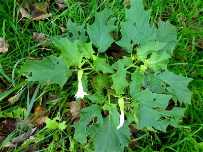 Datura stramonium L., 1753