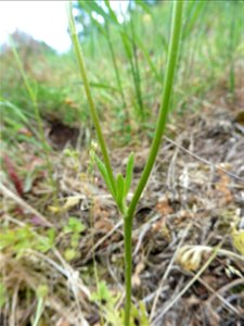 Ranunculus paludosus Poir., 1789