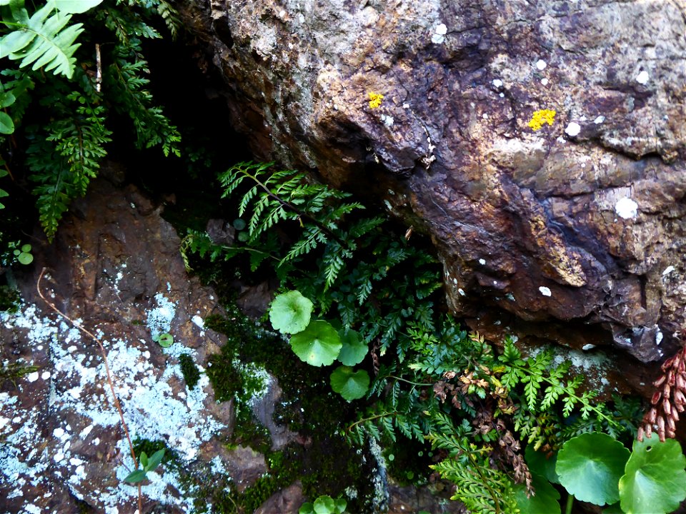 Asplenium obovatum subsp. billotii (F.W.Schultz) O.Bolòs, Vigo, Massales & Ninot, 1990