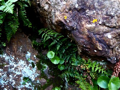 Asplenium obovatum subsp. billotii (F.W.Schultz) O.Bolòs, Vigo, Massales & Ninot, 1990