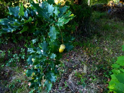 Quercus robur L., 1753