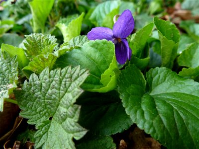 Viola odorata L., 1753