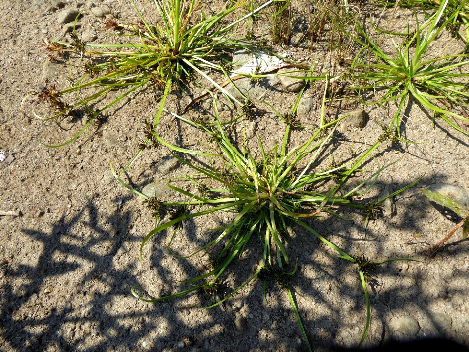 Cyperus fuscus L., 1753