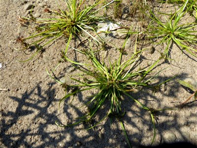 Cyperus fuscus L., 1753