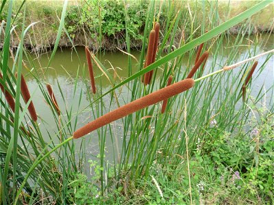 Typha angustifolia L., 1753