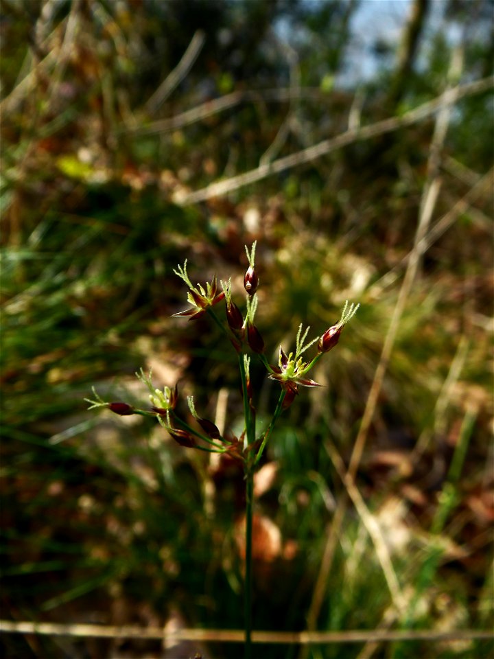 Luzula forsteri (Sm.) DC., 1806