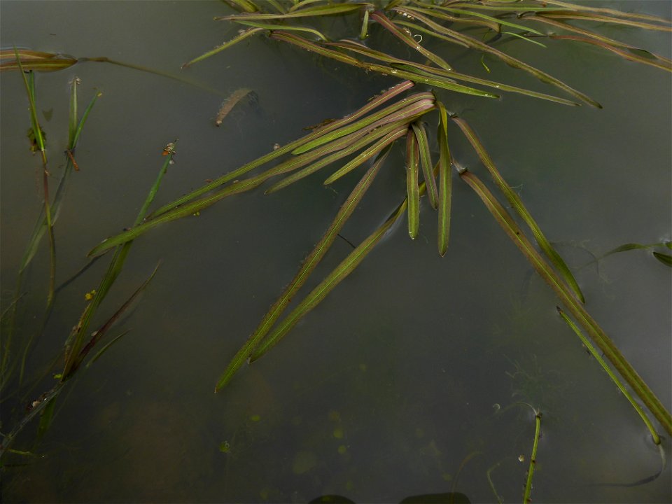 Glyceria fluitans (L.) R.Br., 1810