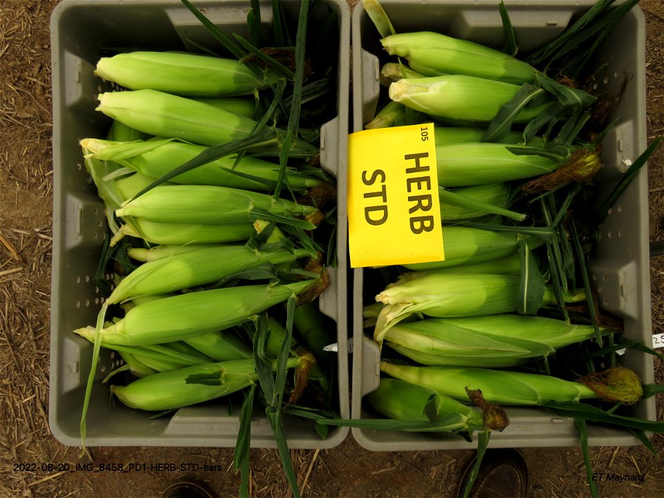 PD1-HERB-STD-ears