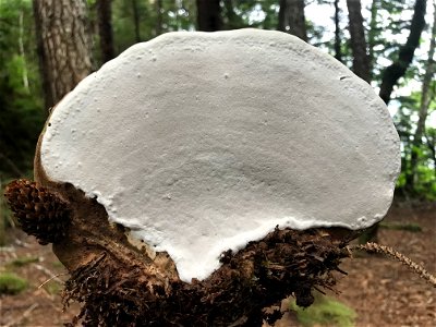 Ganoderma-applanatum-Tongass-5