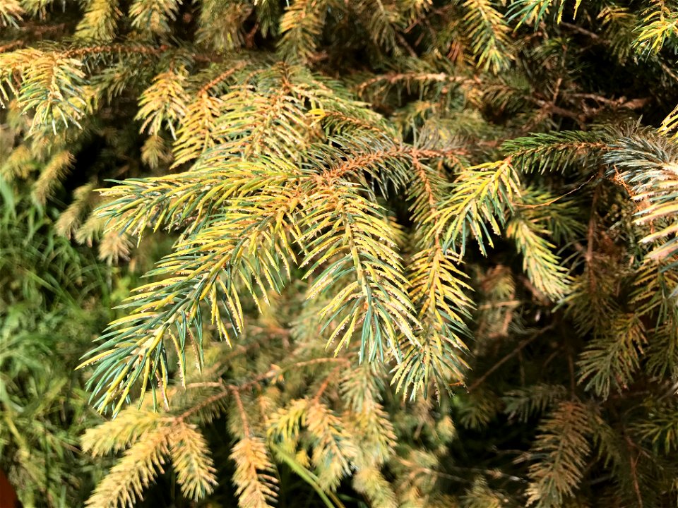 Spruce-needle-rust-infected-foliage-Juneau-Tongass-2