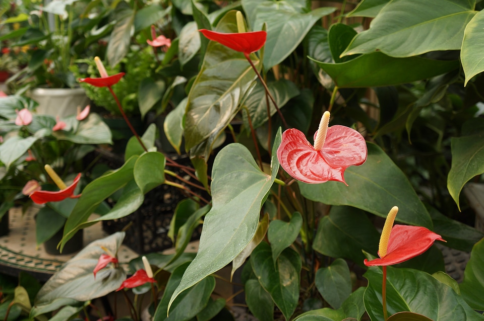 Red anthurium flower