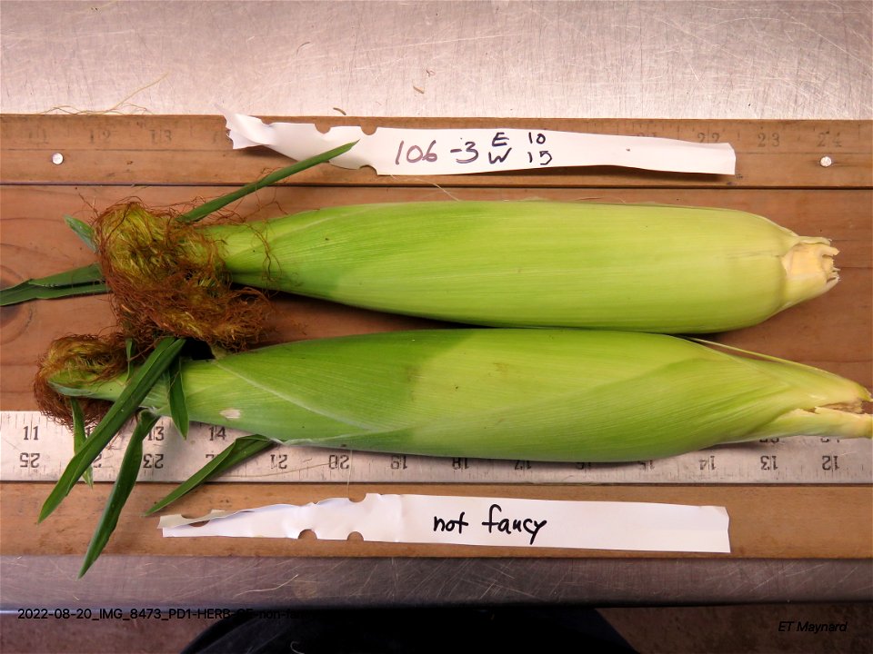 PD1-HERB-CE-non-fancy-ear