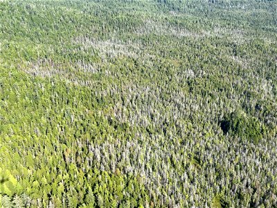 Yellow-cedar-decline-Kuiu-Island-2022-TongassNF-4