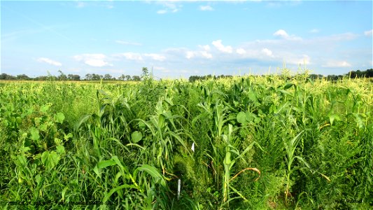 PD3_54and48DAS-HERB-STD