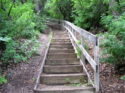 Steps into the woods