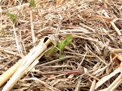 field-pea-CU photo