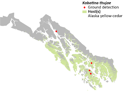 Kabatina-thujae-Yellow-cedar-shoot-blight-Detection-Map-2022-Alaska photo