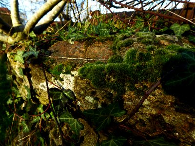 Grimmia pulvinata (Hedw.) Sm., 1807