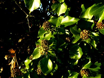 Hedera helix L., 1753