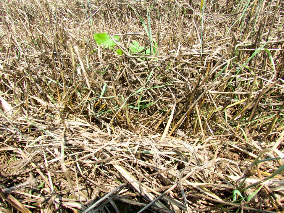HERB rye regrowth