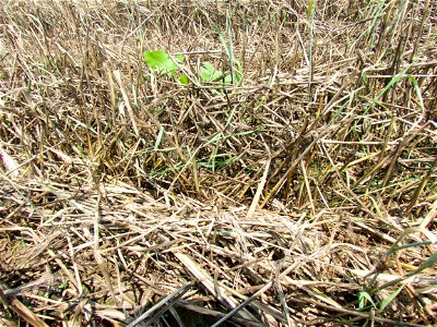HERB rye regrowth