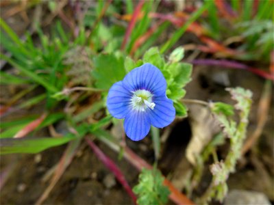 Veronica persica Poir., 1808