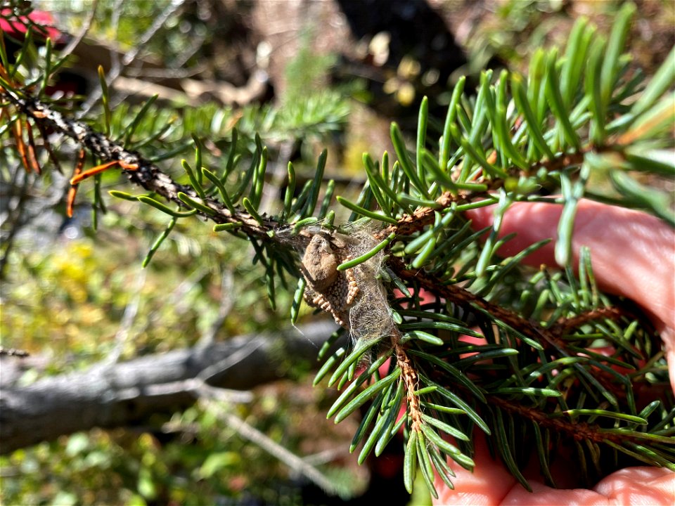 Rusty-tussock-moth-female-DenaliSP-2020-Alaska-02