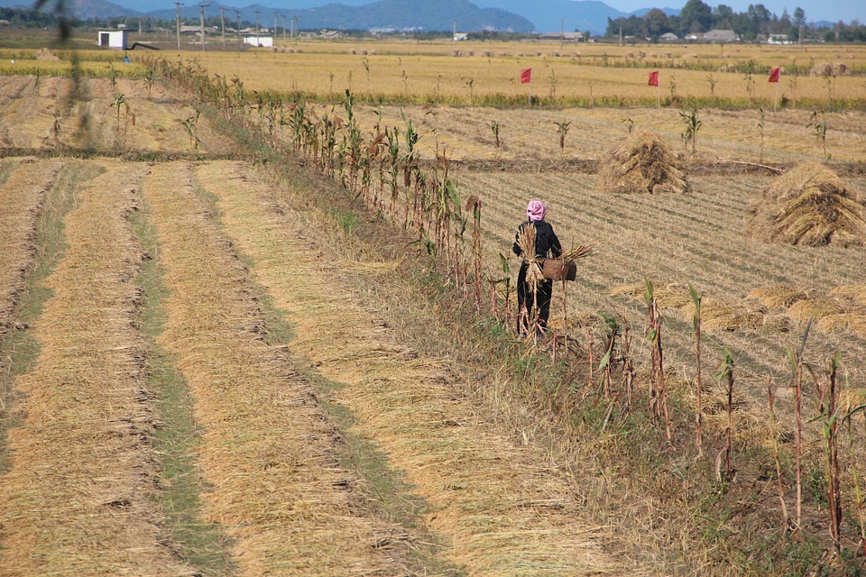 rice paddy fields in North Korea
