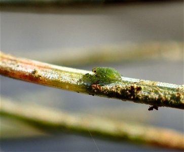 Spruce-aphid-closeup-Tongass