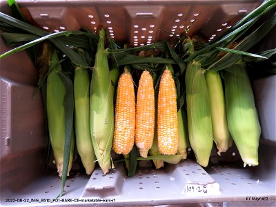 PD1-BARE-CE-marketable-ears-r1