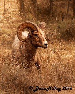 Bighorn Ram photo