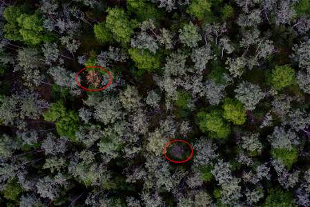 Aspen-running-canker-drone-Gerstle-River-Alaska