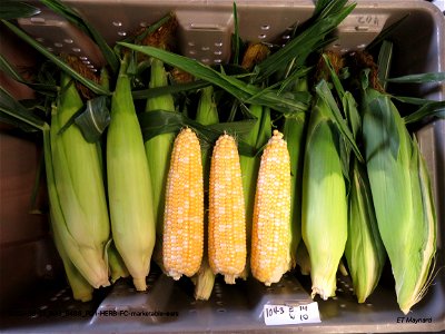 PD1-HERB-FC-marketable-ears