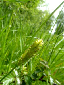 Carex hirta L., 1753