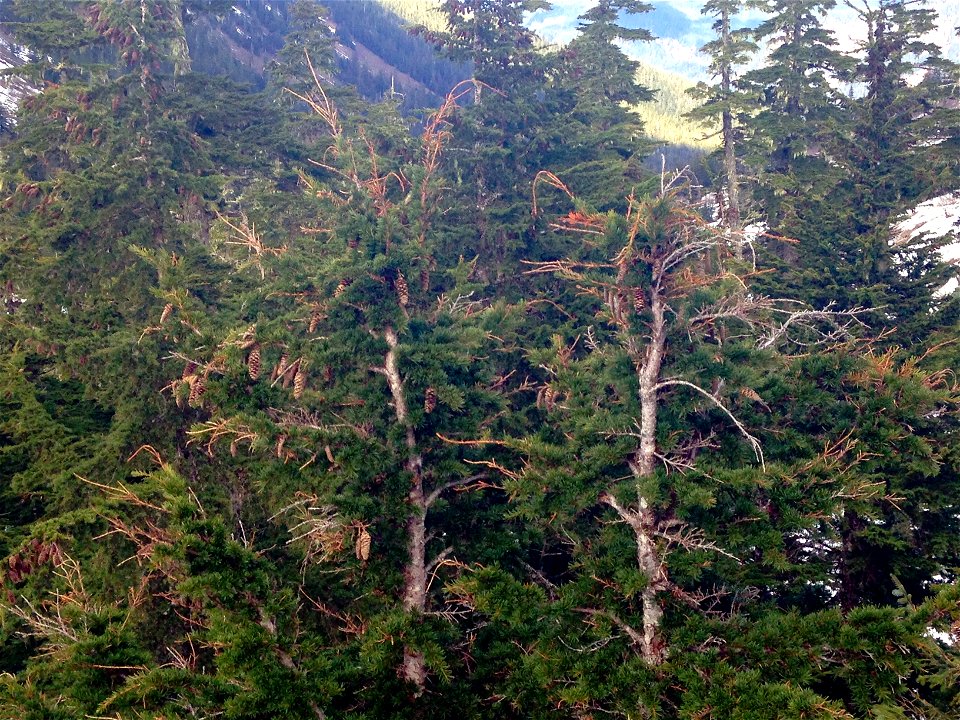 Sirococcus-shoot-blight-mountain-hemlock-DanMoller-Tongass-1