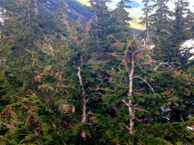 Sirococcus-shoot-blight-mountain-hemlock-DanMoller-Tongass-1