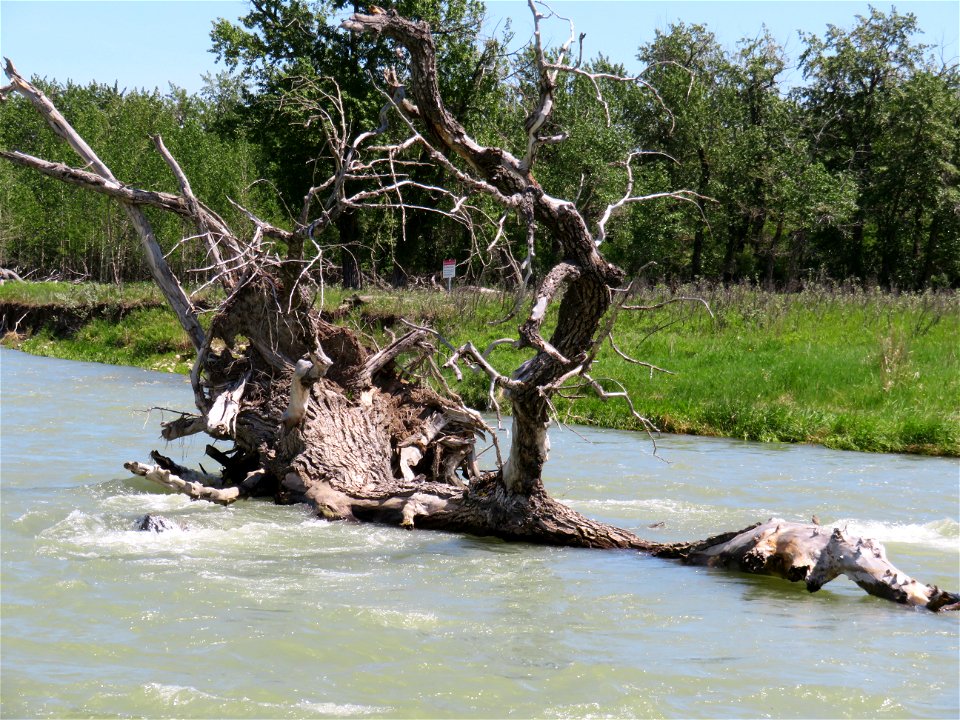 No tree is an island...except this one.