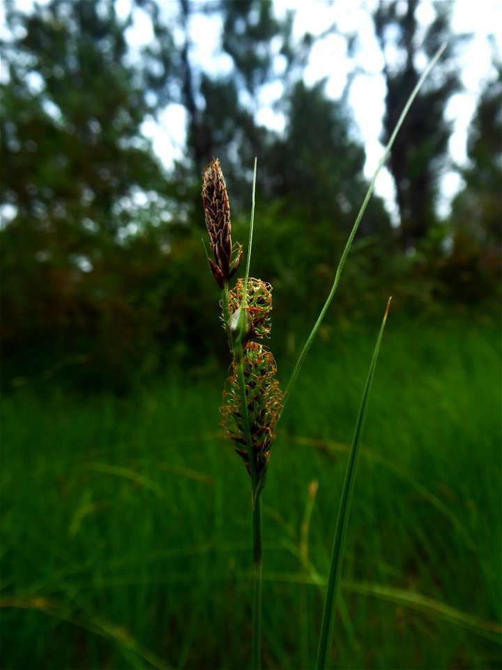 Carex binervis Sm., 1800