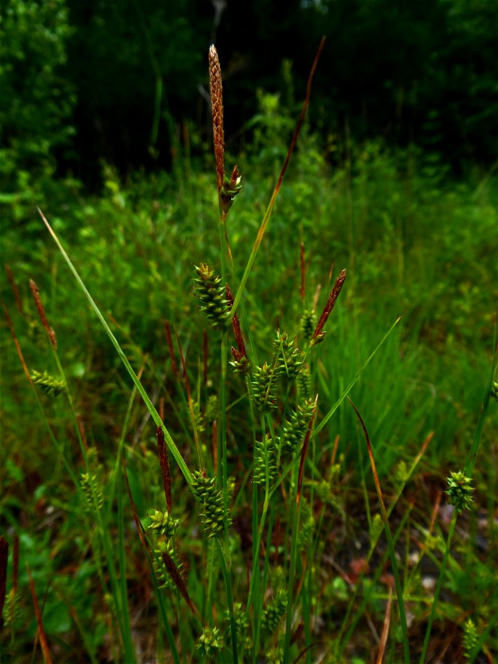 Carex punctata Gaudin, 1811