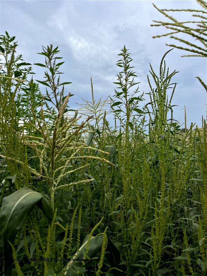 PD1-HERB-waterhemp