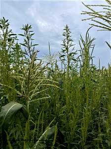 PD1-HERB-waterhemp