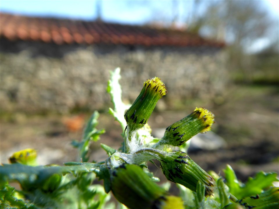 Senecio vulgaris L., 1753
