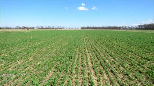 K3 rye uneven growth