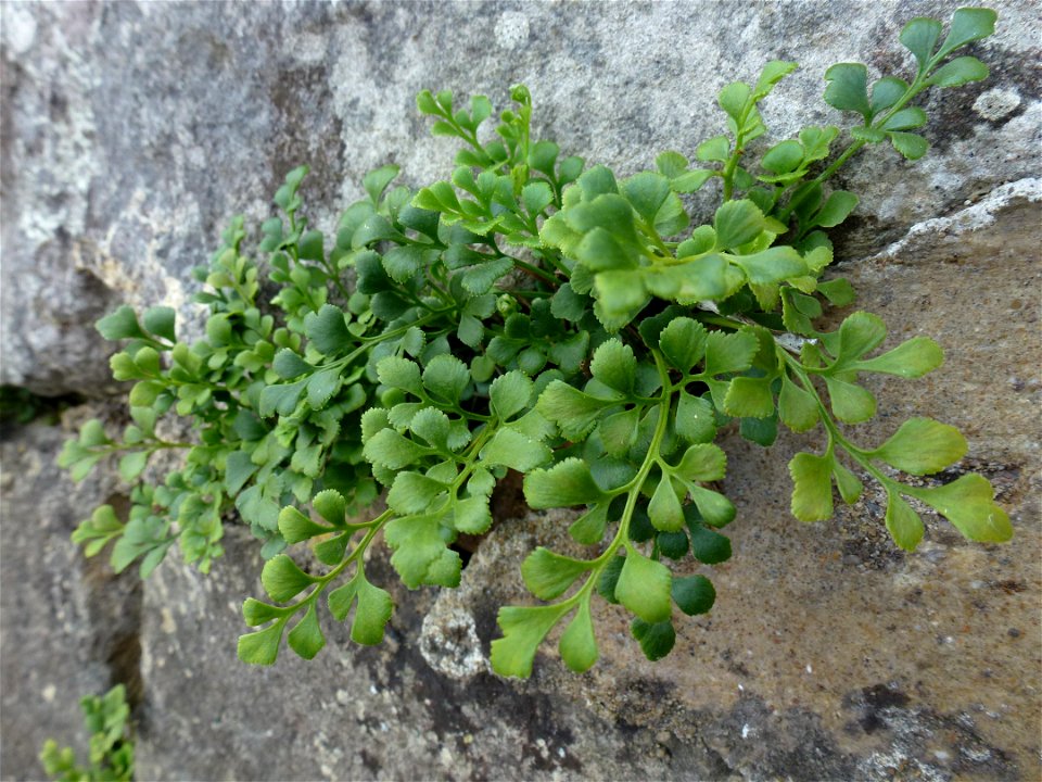 Asplenium ruta-muraria L., 1753